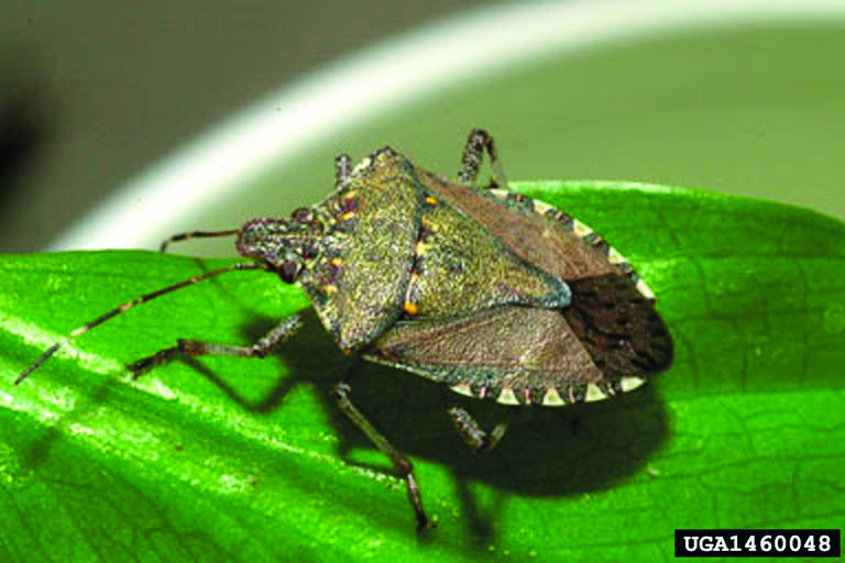 The brown marmorated stink bug