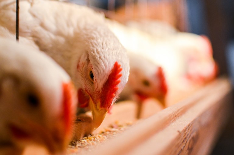 Major grocery chains such as Wegmans, Whole Foods and Wal-Mart are joining restaurant chains such as Chipotle, Panera and Chick-Fil-A to buy only antibiotic-free meat from suppliers.