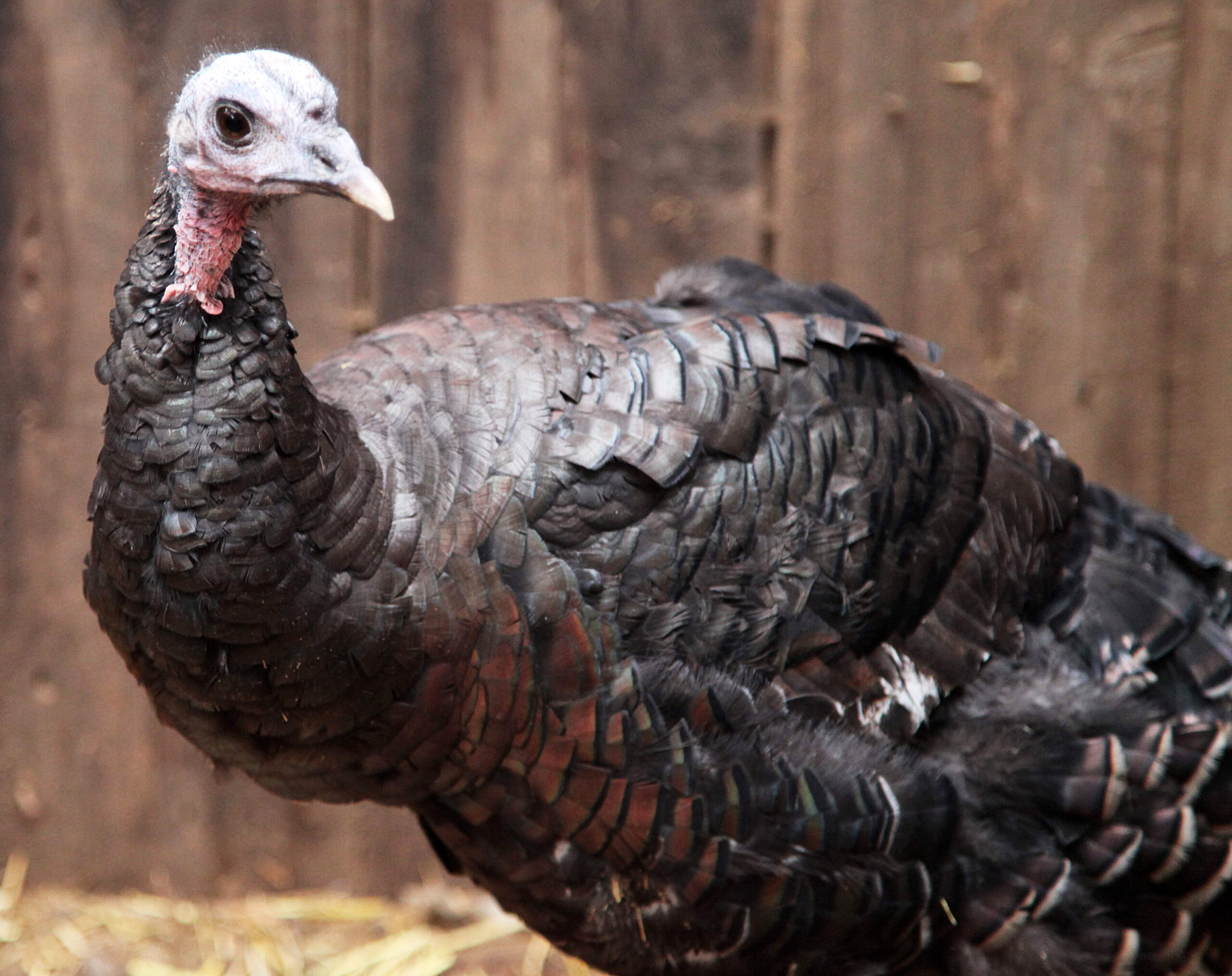 Here’s why your Thanksgiving turkey might be skinnier this year