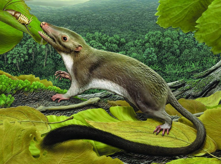 This 2012 artist's rendering provided by the American Museum of Natural History shows a hypothetical placental mammal ancestor, a small, insect-eating animal. A study released Thursday, Feb. 7, 2013 details the family tree of mammals that have lengthy gestations before birth. It goes back to this shrewish critter slightly bigger than a mouse with a nasty set of teeth. And it first popped in the world a little more than 65 million years ago - just after the cosmic crash which is theorized to have caused the extinction of non-avian dinosaurs. (AP Photo/American Museum of Natural History, Carl Buell)