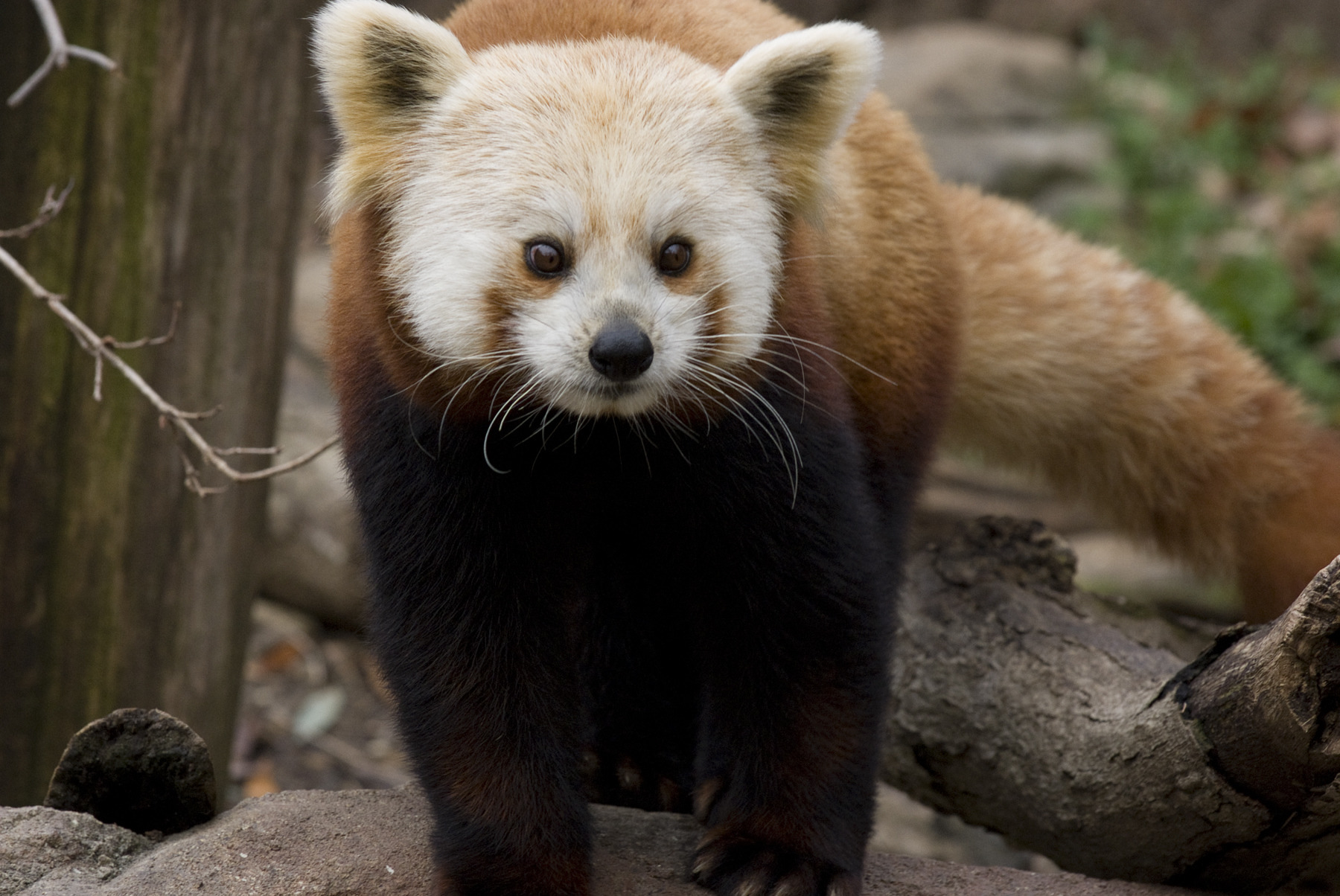 Red panda dies after brain disorder at Smithsonian