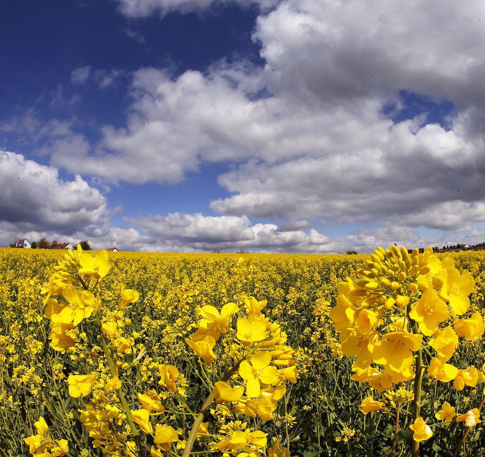 This Earth Day, Environmentalists Should Be Celebrating. But They Are Not.