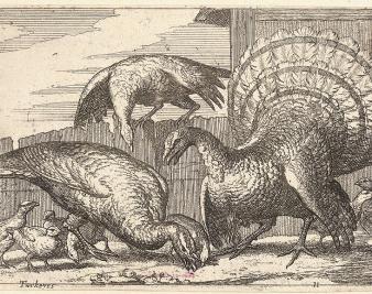 The Strange Birds of Cape Cod