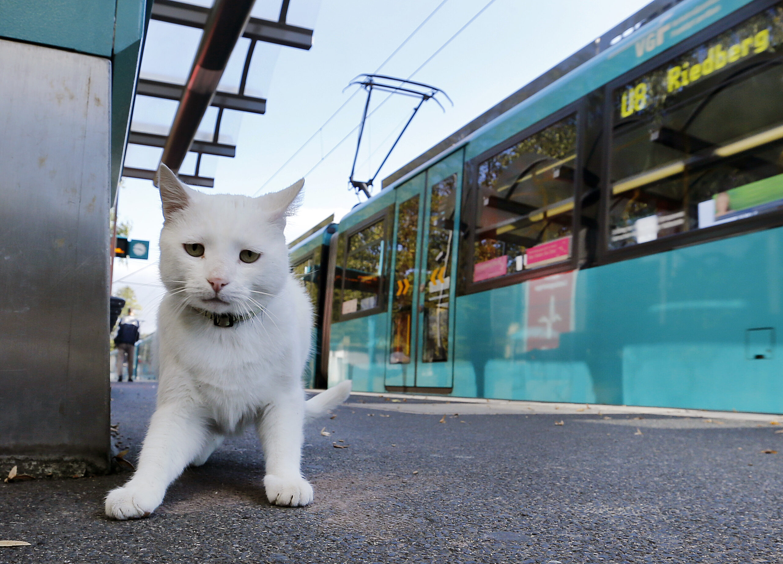 PETA uses vulgar Trump quote to help save cats
