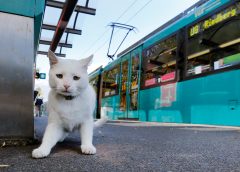 PETA uses vulgar Trump quote to help save cats