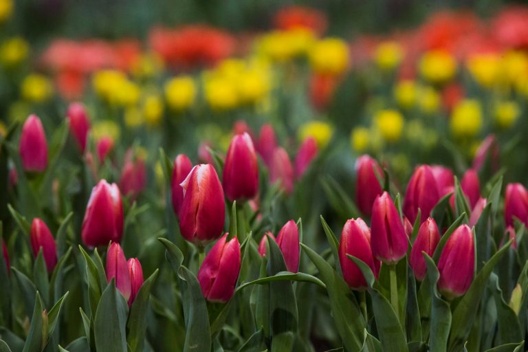 The Philadelphia Flower Show, featuring the flowers of Holland, opens Saturday Pennsylvania Convention Center in Philadelphia. (AP Photo/Matt Rourke)