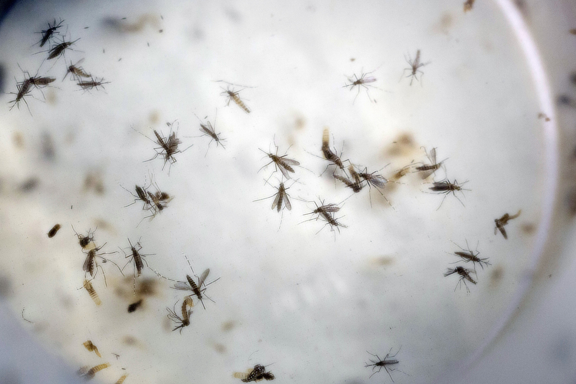 House passes rebranded Zika bill