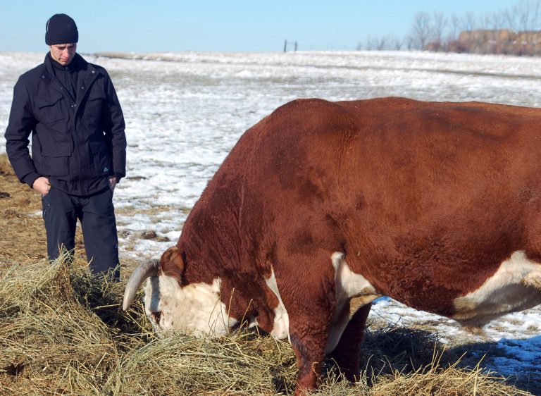   In this Nov. 15, 2012 photo Viktor Kapinus inspects a Hereford bull on the Helbling Hereford Ranch near Mandan, N.D. The 21-year-old was one of several young Kazahk cattlemen who toured North Dakota ranches and got cattle-tending tips from veteran cowboys. (AP Photo/James MacPherson)  