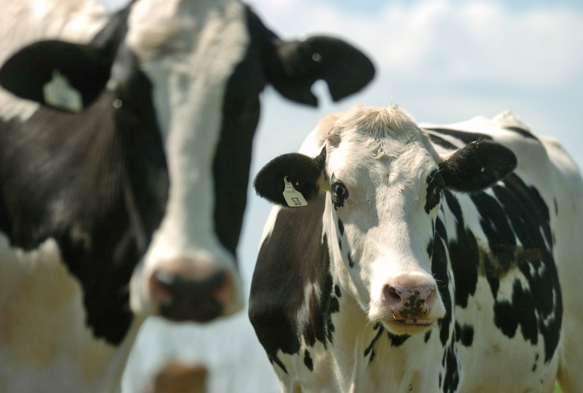 Christie bans bestiality in New Jersey
