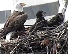 National Geographic, D.C. police set up bald eagle live webcam