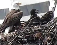 National Geographic, D.C. police set up bald eagle live webcam