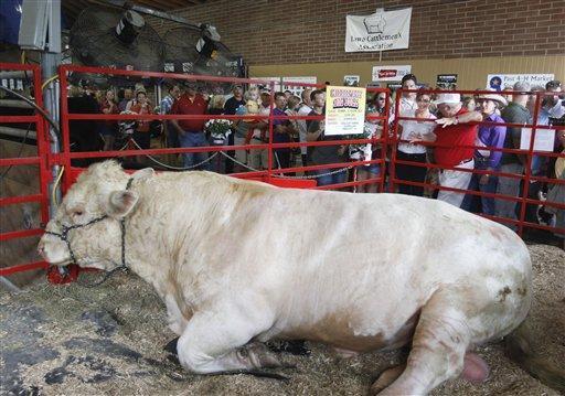 Sarah Palin inspects cattle in Iowa