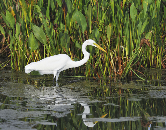 This 50-year-old conservation program could run out without GOP support