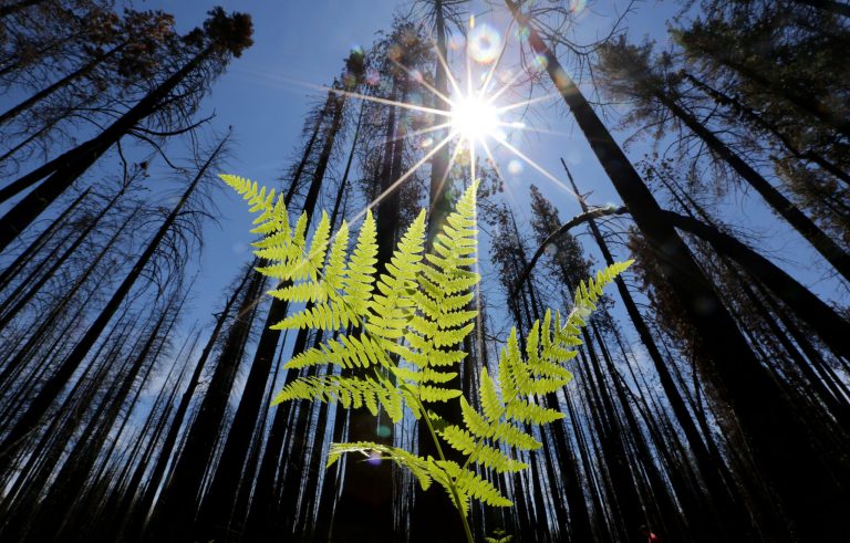 In this Friday, July 25, 2014 photo, vegetation grows among trees burned by the Rim Fire, near Groveland, Calif.  Nearly a year after the Rim Fire charred thousands of acres of forest in California's High Sierra, a debate rages over what to do with the dead trees, salvage the timber to pay for forest replanting and restoration or let nature take its course. Environmentalist say that the burned trees and new growth beneath them create vital habitat for dwindling bird such as spotted owls, and black-backed woodpeckers and other wildlife. (AP Photo/Rich Pedroncelli)