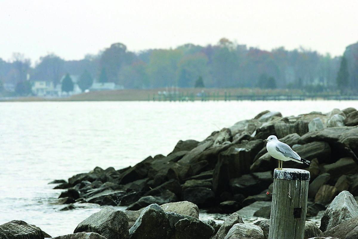 Foundation report: Health of Chesapeake Bay slightly better
