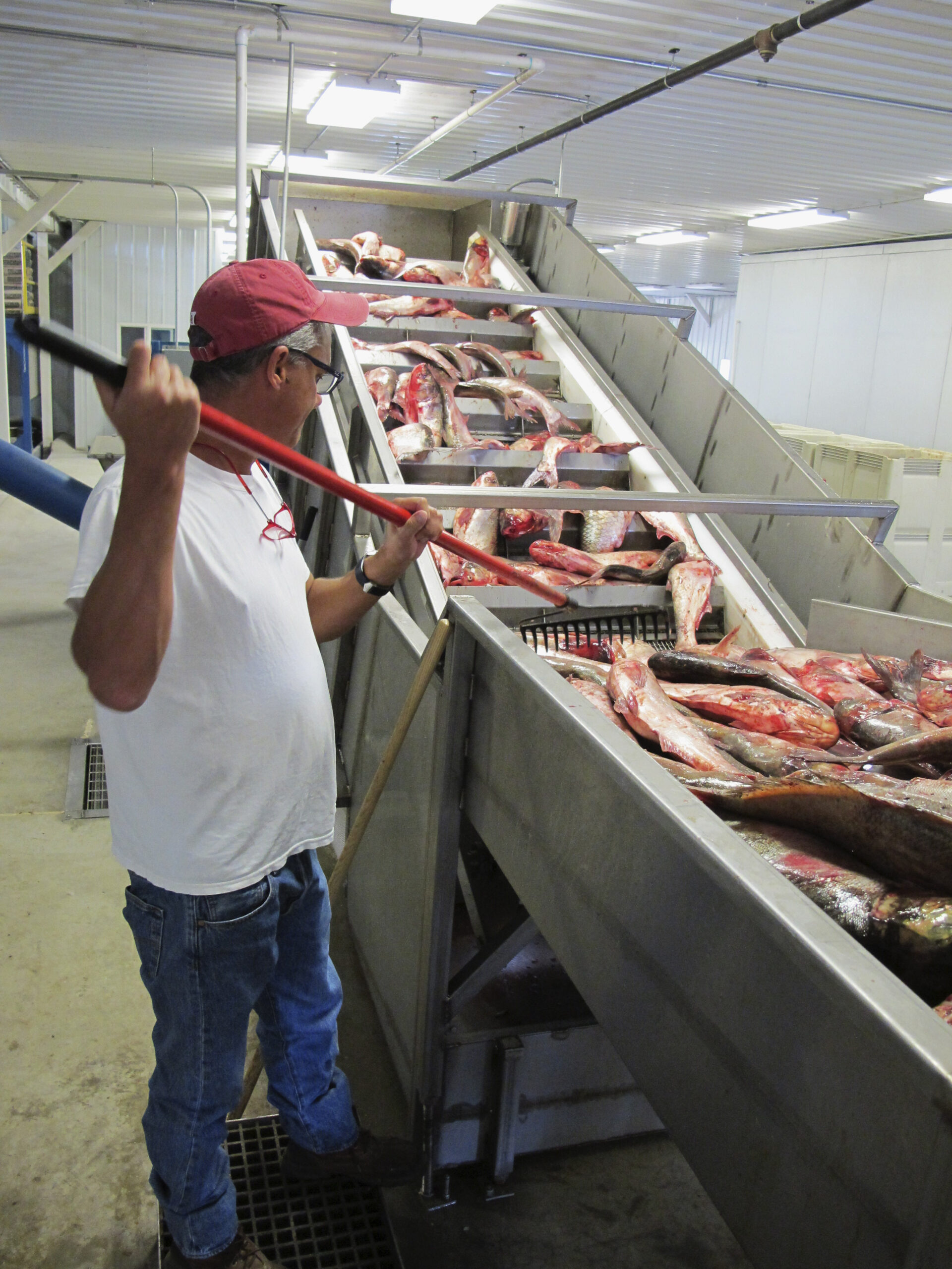 Illinois company is latest to test market for carp