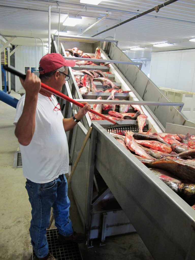 In this July 16, 2014 photo, plant manager Peter Allen feeds Asian carp onto a conveyer belt at the American Heartland Fish Products carp-processing plant near Grafton, Ill., north of St. Louis. The fledgling plant, which converts the nuisance fish into everything from animal feed to fish oil, joins a growing number of U.S. ventures hoping to profit by ridding the nation's biggest waterways of the species now threatening the Great Lakes. (AP Photo/Jim Suhr)