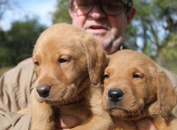 Ten-week-old Lab puppies (Getty Images)