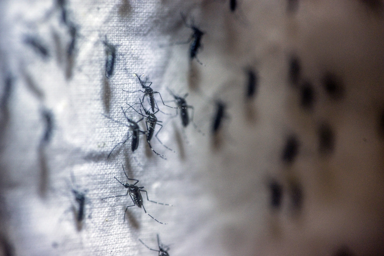 Florida expands number of mysterious Zika cases
