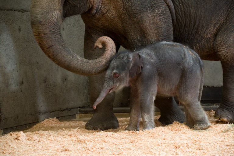   This Friday Nov. 30, 2012 photo provided by the Oregon Zoo shows a newborn female Asian elephant calf in the elephant maternity ward with her mother Rose-Tu at the Oregon Zoo in Portland, Ore. The Oregon Zoo says Rose-Tu gave birth to the 300-pound female calf at 2:17 a.m. Friday, and the youngster is healthy, vigorous and loud. (AP Photo/Oregon Zoo, Michael Durham)  