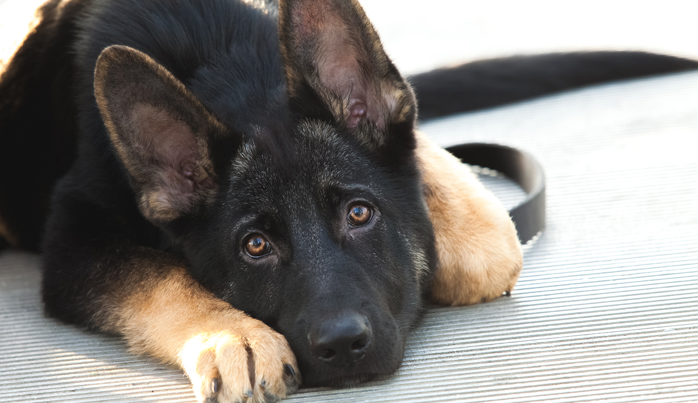 8th Circuit rules it was ‘reasonable’ for state trooper to shoot and kill loose dog on the highway