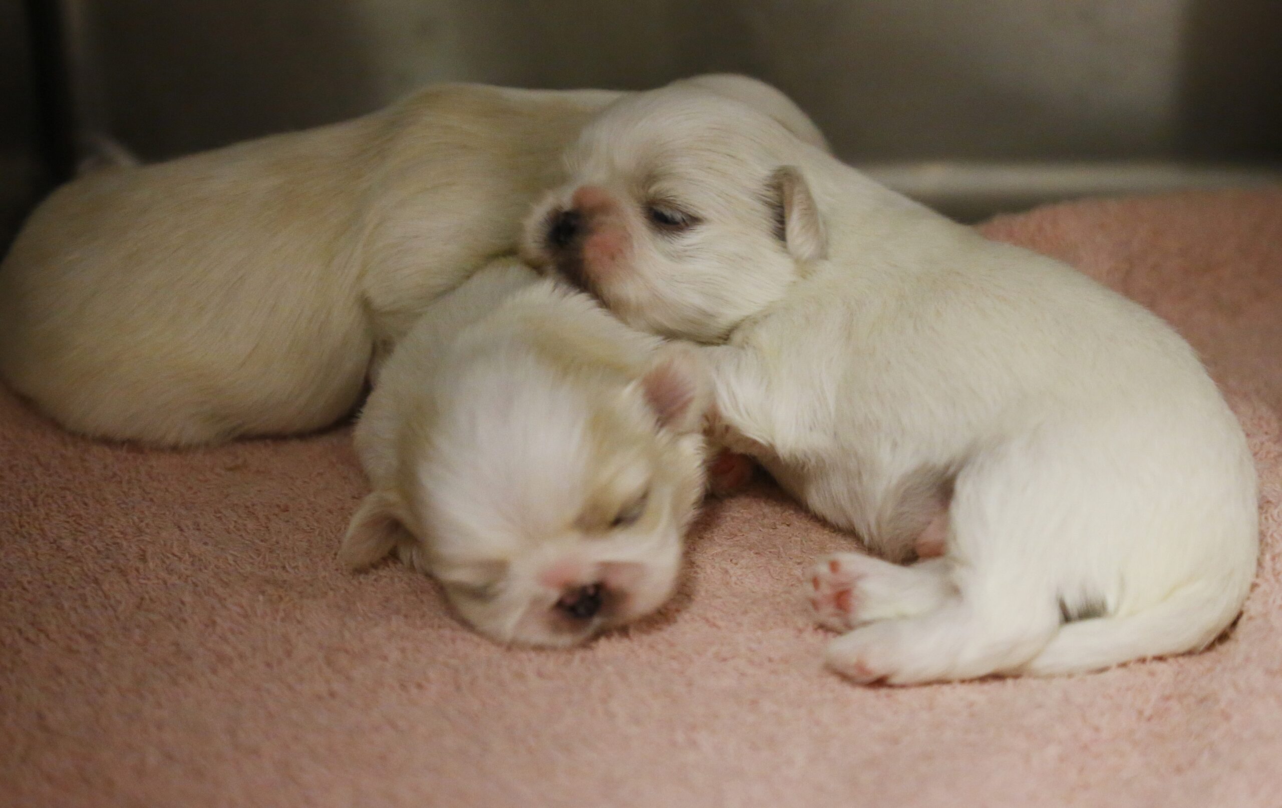 Feds spent $10 million to study ‘mellow’ dogs