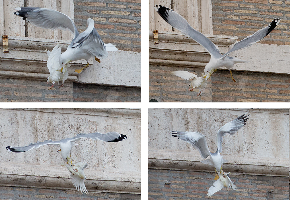 Birds attack peace doves freed from pope’s window