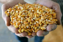 RFS should be based on science, not politics