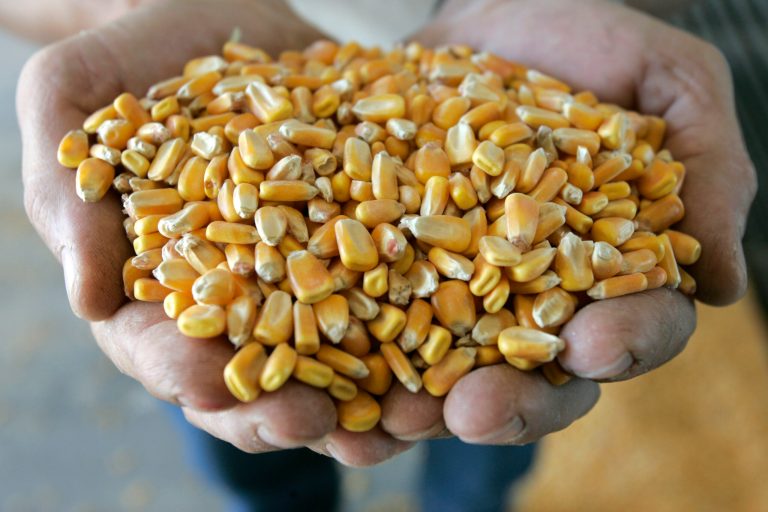 The RFS has expanded the market for corn beyond all reason -- 40 percent of all corn grown in America is used for ethanol. (AP Photo/Charlie Neibergall, file)