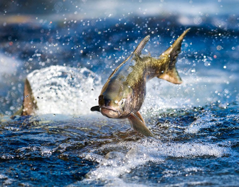 FILE - This Nov. 4, 2013 file photo shows a salmon making its way up the salmon ladder at Nimbus Hatchery in Rancho Cordova, Calif. On Wednesday, July 23, 2014, California state and federal wildlife officials unveiled plans to restore salmon and steelhead in the Central Valley. The National Marine Fisheries Service intends to re-establish a population of winter-run Chinook salmon in the McCloud River above Shasta Dam and in Battle Creek, both tributaries of the Sacramento River. (AP Photo/The Sacramento Bee, Hector Amexcua, file)  MAGS OUT; LOCAL TV OUT (KCRA3, KXTV10, KOVR13, KUVS19, KMAZ31, KTXL40); MANDATORY CREDIT