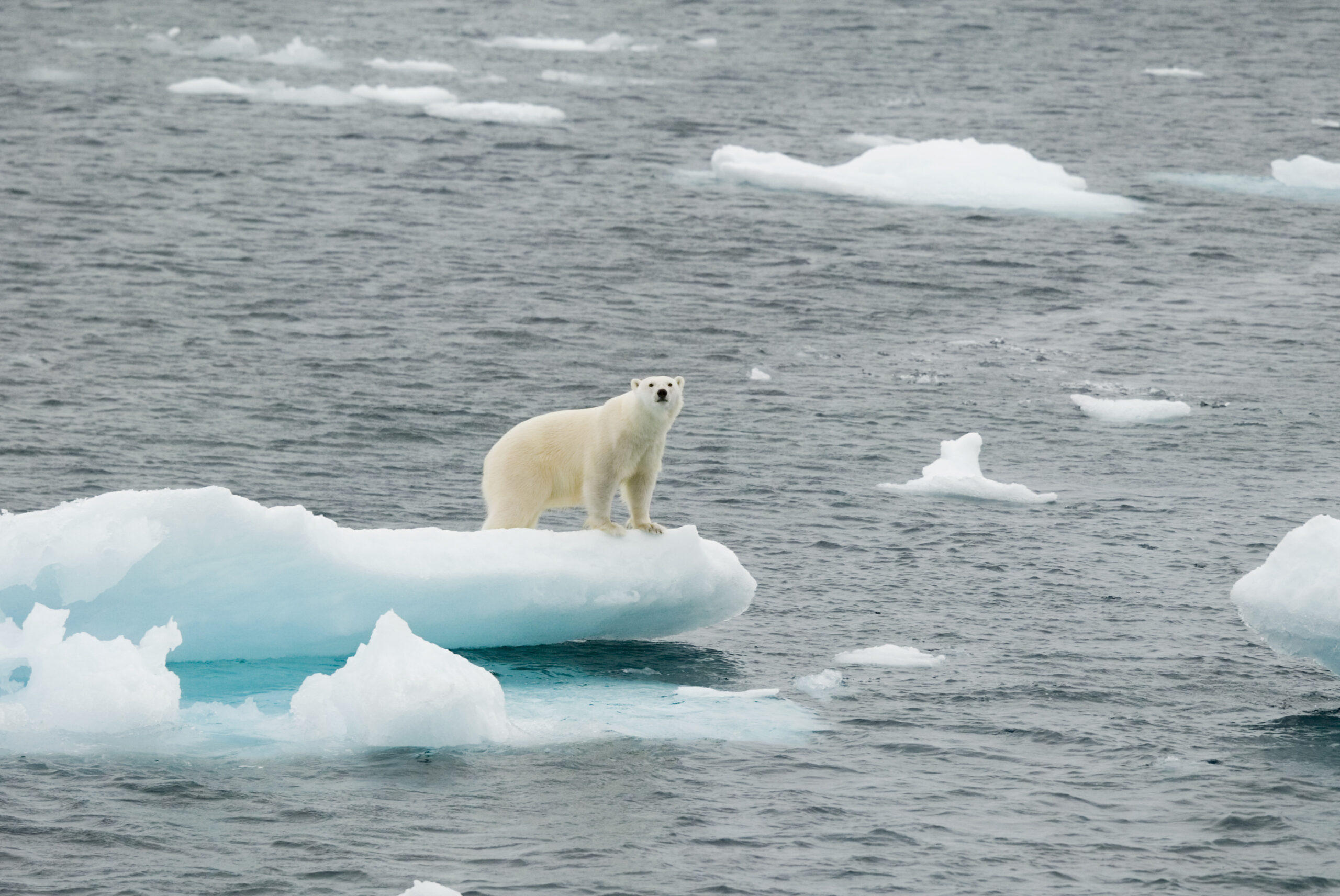 Morning Examiner: Uh oh! Scientists to concede polar bear numbers are really just guesses