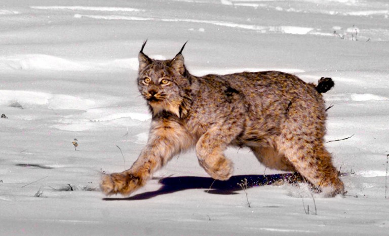 Most recently, the Fish and Wildlife Service proposed to remove the Canadian lynx from the list of threatened species. And a number of other species are set to go from endangered to threatened, according to the administration's regulatory agenda. (AP Photo/Jack Smith, File)