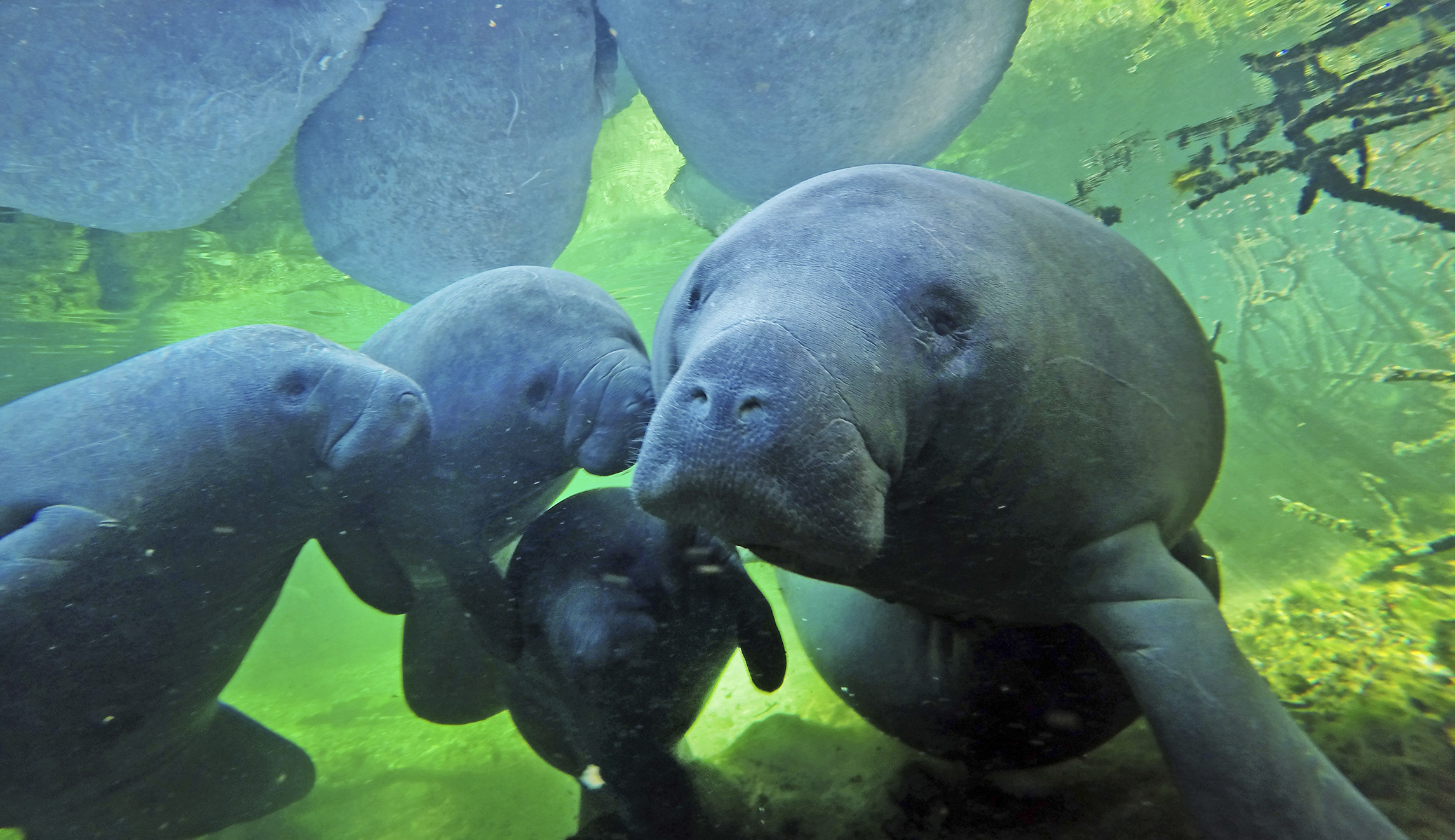 Manatees Deaths