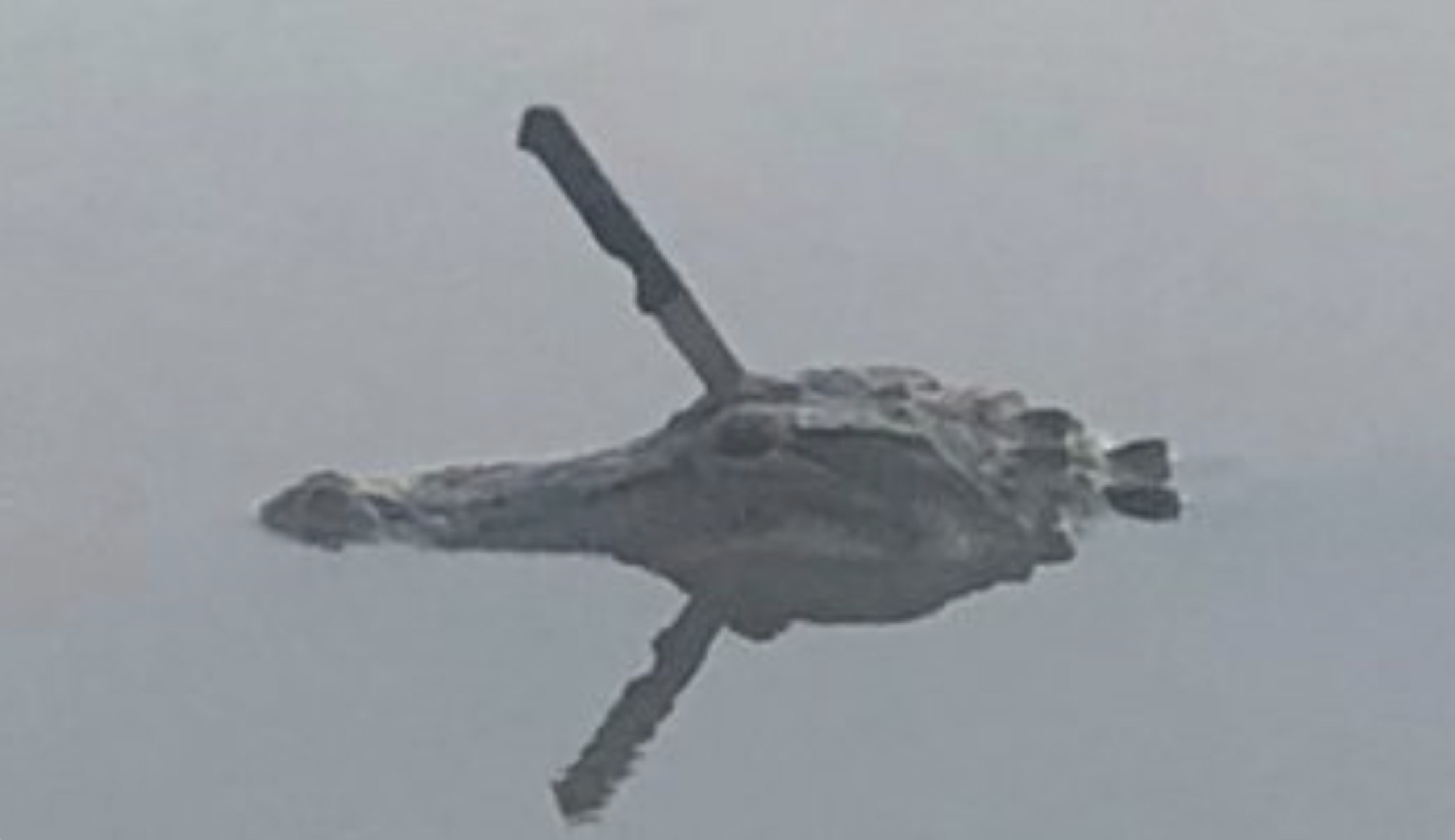 Here’s the story behind knife in an alligator’s head