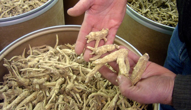 This Dec. 15, 2009 photo shows ginseng roots at a ginseng-cleaning plant in Wausau, Wis. Wisconsin produces 90 percent of the nation's ginseng crop, most of which gets exported to China. Wisconsin farmers hope an exclusive deal signed with a major Chinese distributor will help restore prestige to its brand, which has suffered in recent years as some vendors placed Wisconsin's seal on substandard products grown elsewhere.
