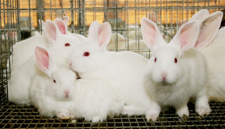 Rabbits sit in a cage.