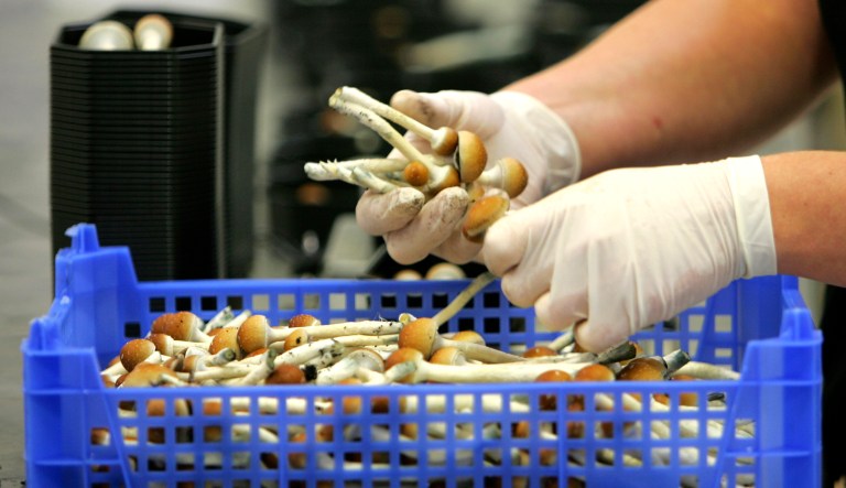 Psilocybin mushrooms are sorted.