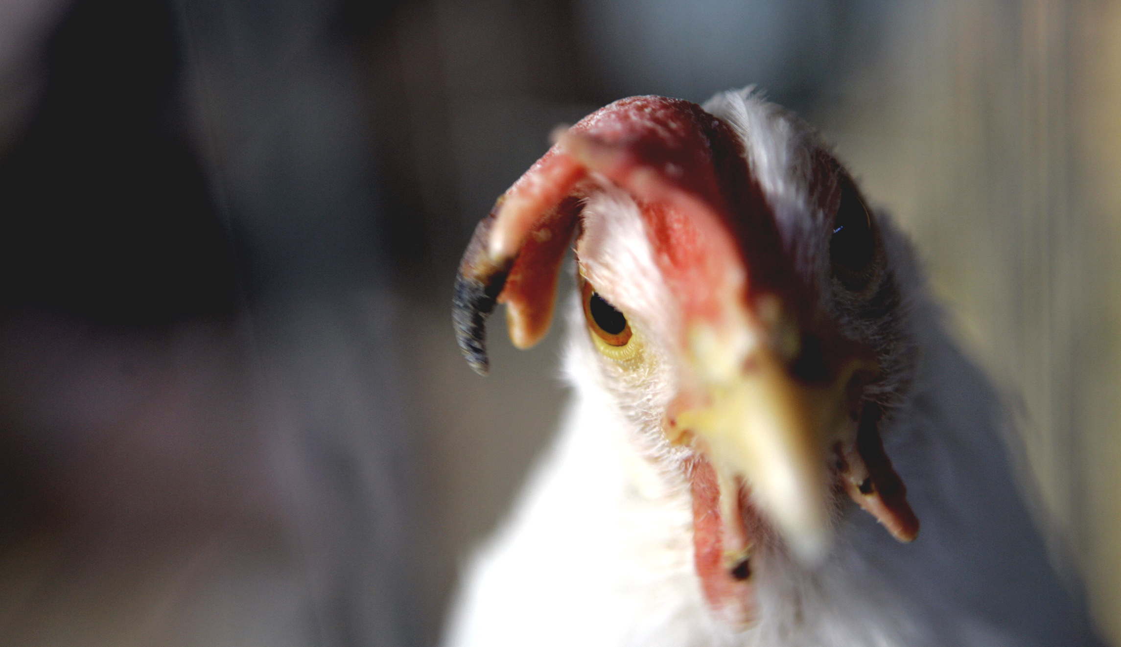 Ethanol ‘fix’ could break America’s chicken farmers