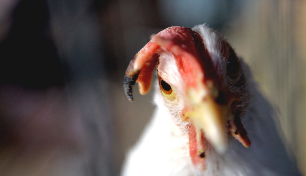 Ethanol ‘fix’ could break America’s chicken farmers