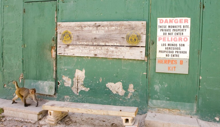A rhesus macaque monkey walks past a supply shack used by scientists on Cayo Santiago, known as Monkey Island off the eastern coast of Puerto Rico. The 37-acre island has served since 1938 as a research colony where the monkeys, originally from India, are studied. Because the species is important for the testing of AIDS vaccines, the Cayo Santiago colony serves as a source of subjects for AIDS experiments in top U.S. laboratories.
