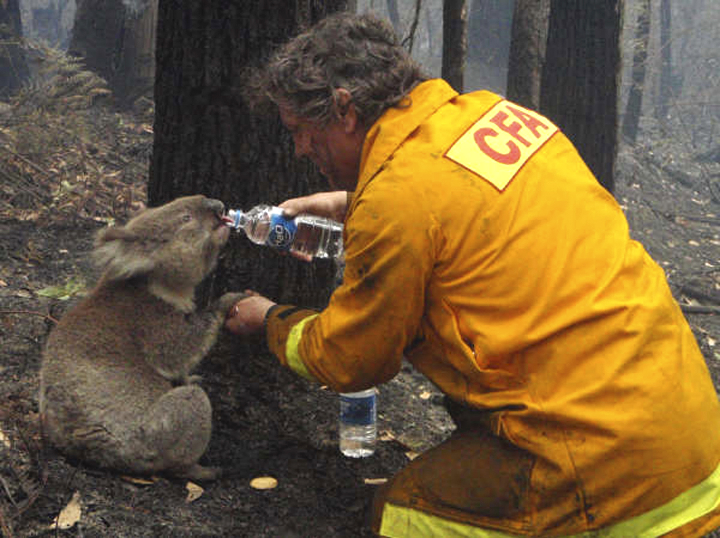 ‘Apocalypse’: 500 million animals estimated dead as Australian wildfires rage