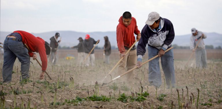 In this file photo taken April 27, 2009, Latino workers till an asparagus field near Toppenish, Wash., on the Yakama Indian Reservation.  Bringing unlikely allies together, a measure being backed by both farmers and immigrant advocacy groups is hoping to slow down the use of a federal immigration program that check's a workers eligibility to work in the U.S. Known as E-Verify, the program has been adopted by 11 cities in Washington state.