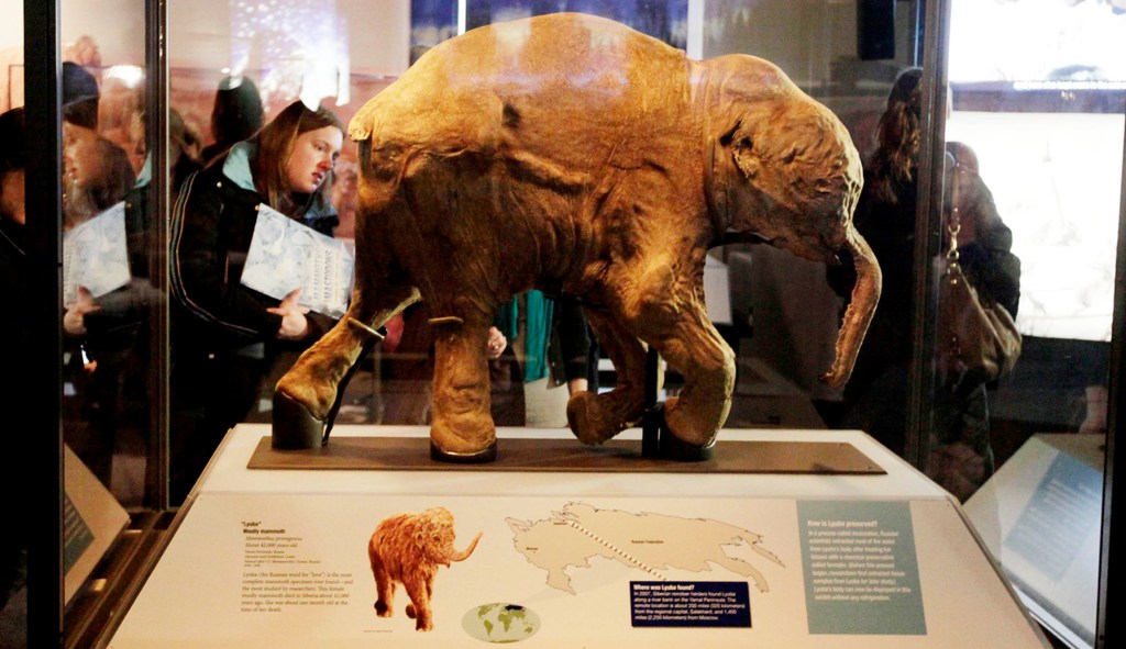 Woolly mammoths, unlike whangdoodles, should stay extinct