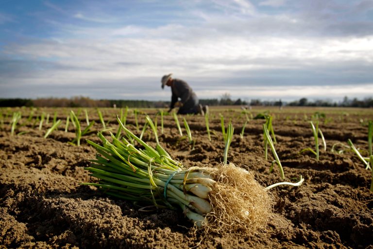 In this Dec. 10, 2010 file photo, a worker plants Vidalia onions on an onion farm in Lyons, Ga. A Georgia state lawmaker on Thursday, Feb. 3, 2011 filed legislation that targets illegal immigrants in the work force and is drawing criticism from the state's No. 1 industry, agriculture. (AP Photo/David Goldman, File)