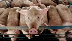A meaty issue: California tries to override the commerce clause