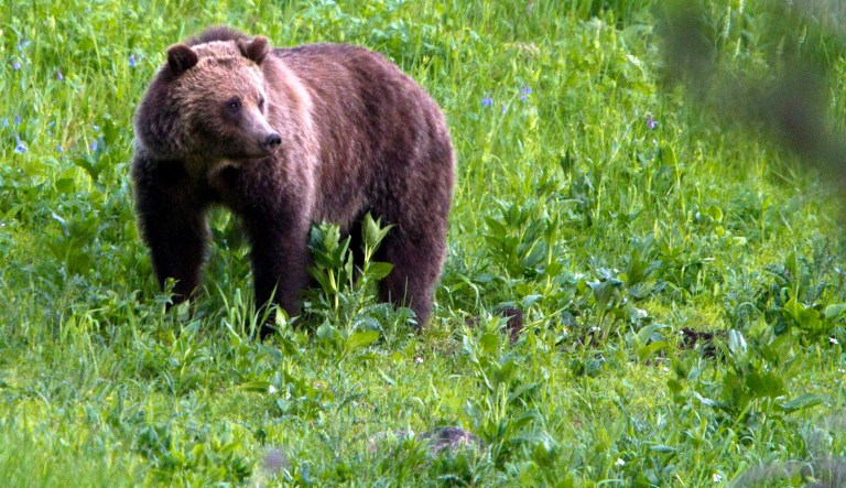 This July 6, 2011, file photo shows a grizzly bear roaming near Beaver Lake in Yellowstone National Park, Wyo.
