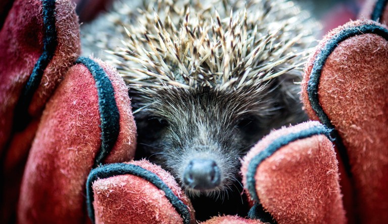 A recovered hedgehog is held in gloved hands before its release near Kecskemet, 85 kms southeast of Budapest, Hungary.