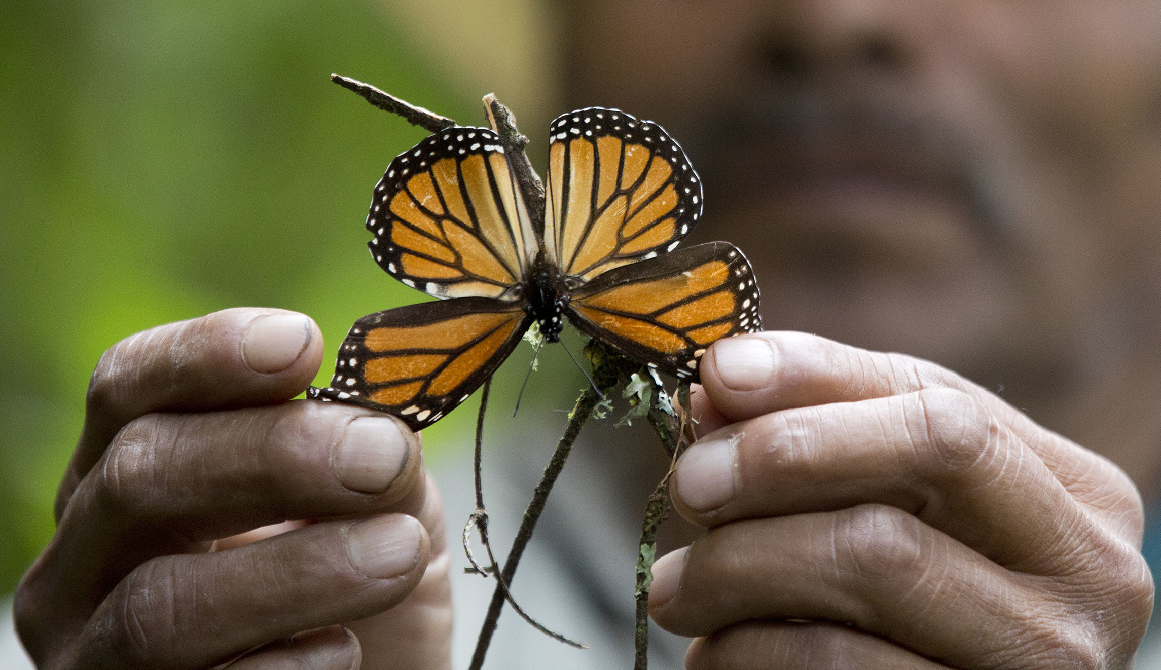 Congress to release 50 monarch butterflies into the air Tuesday