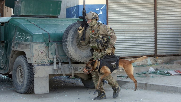 Congress is right to honor hero dogs