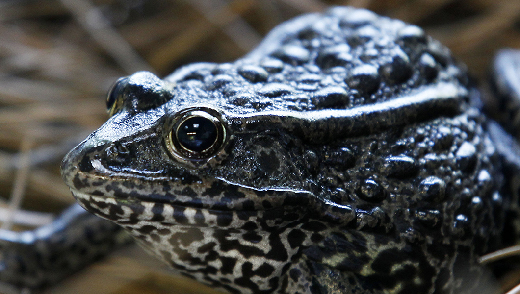 The Supreme Court’s Louisiana frog ruling is no bull